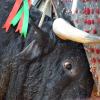 Corrida de Toros en Granada con motivo de la festividad de la Pa