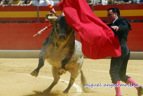 toros de las fiestas del corpus 2007.
en la imagen ortega cano c